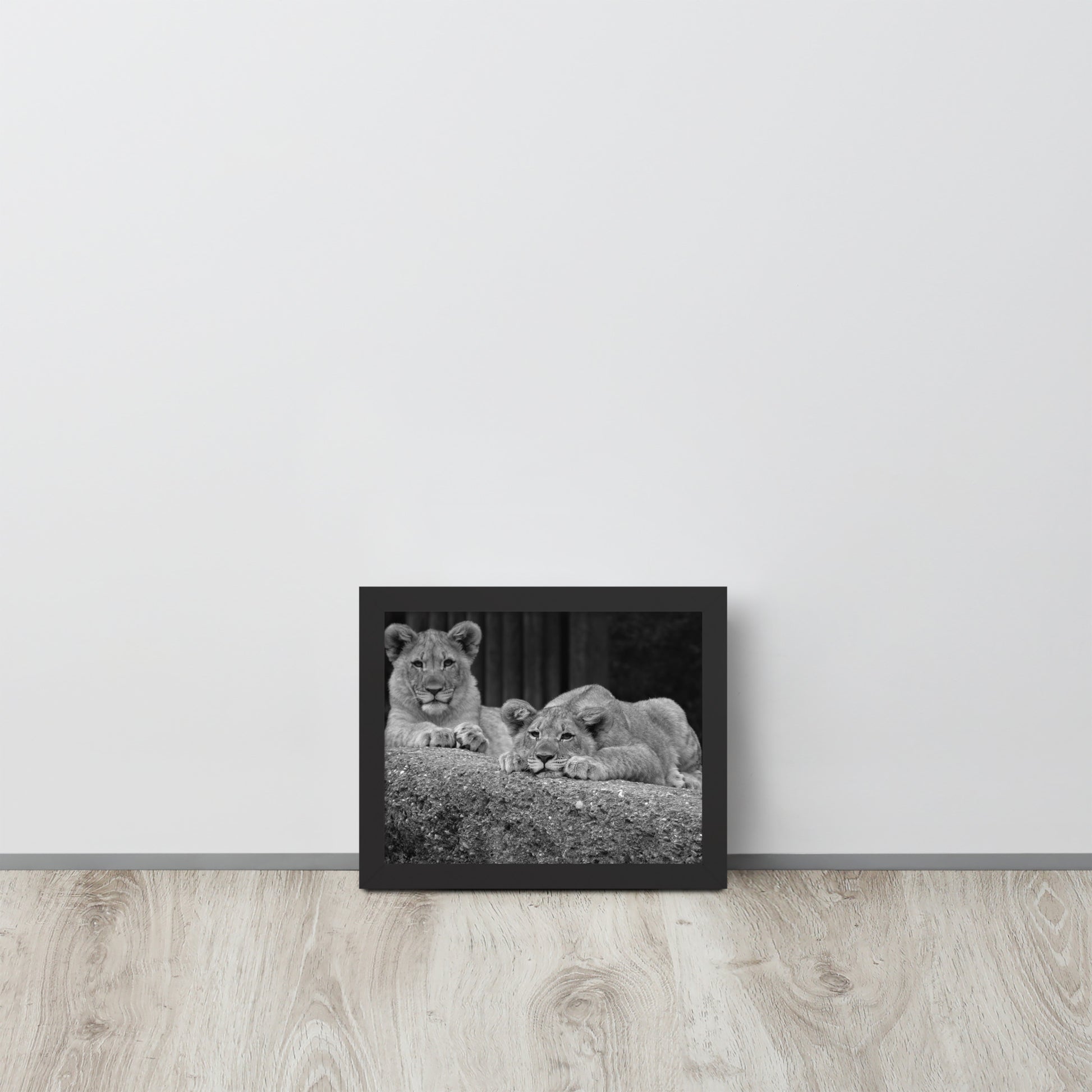 2 Young Lions -- High Quality -- Framed on photo paper
