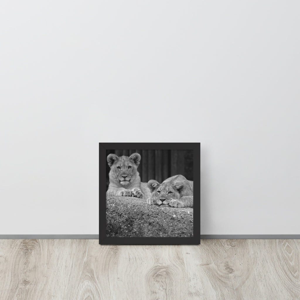 2 Young Lions -- High Quality -- Framed on photo paper