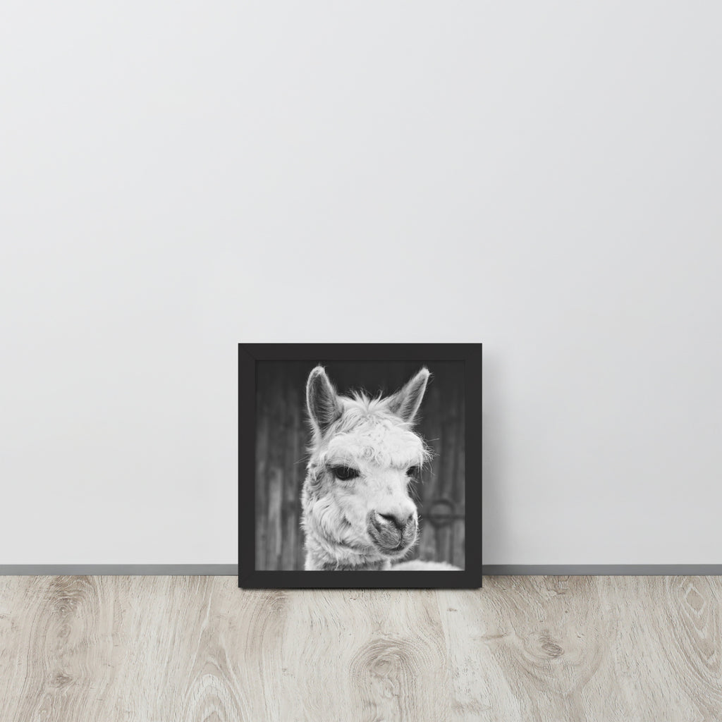 Alpaca -- High Quality -- Framed on photo paper