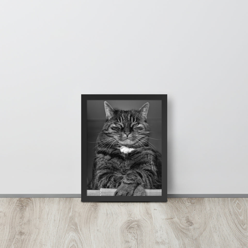 The Cat -- High Quality -- Framed on photo paper