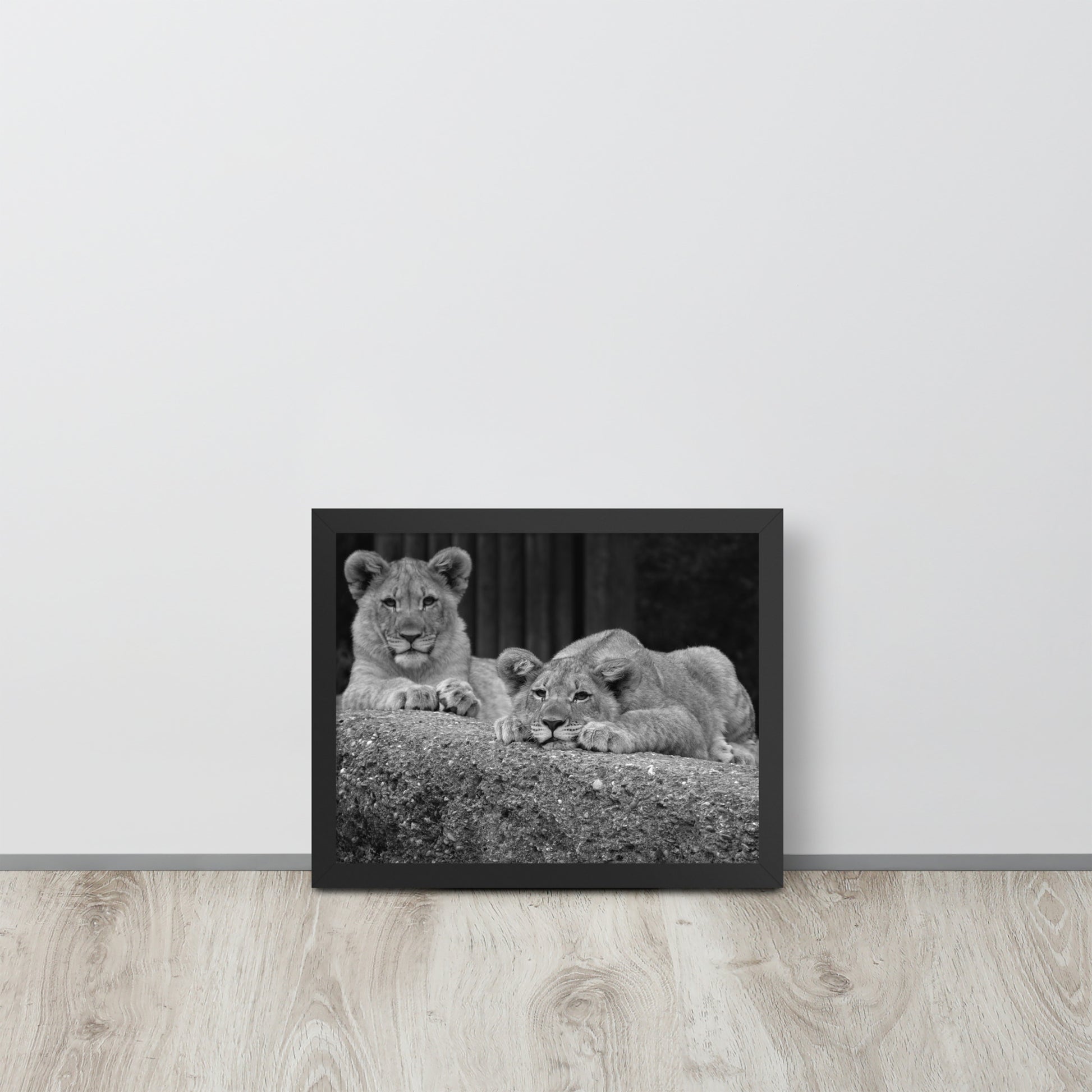 2 Young Lions -- High Quality -- Framed on photo paper