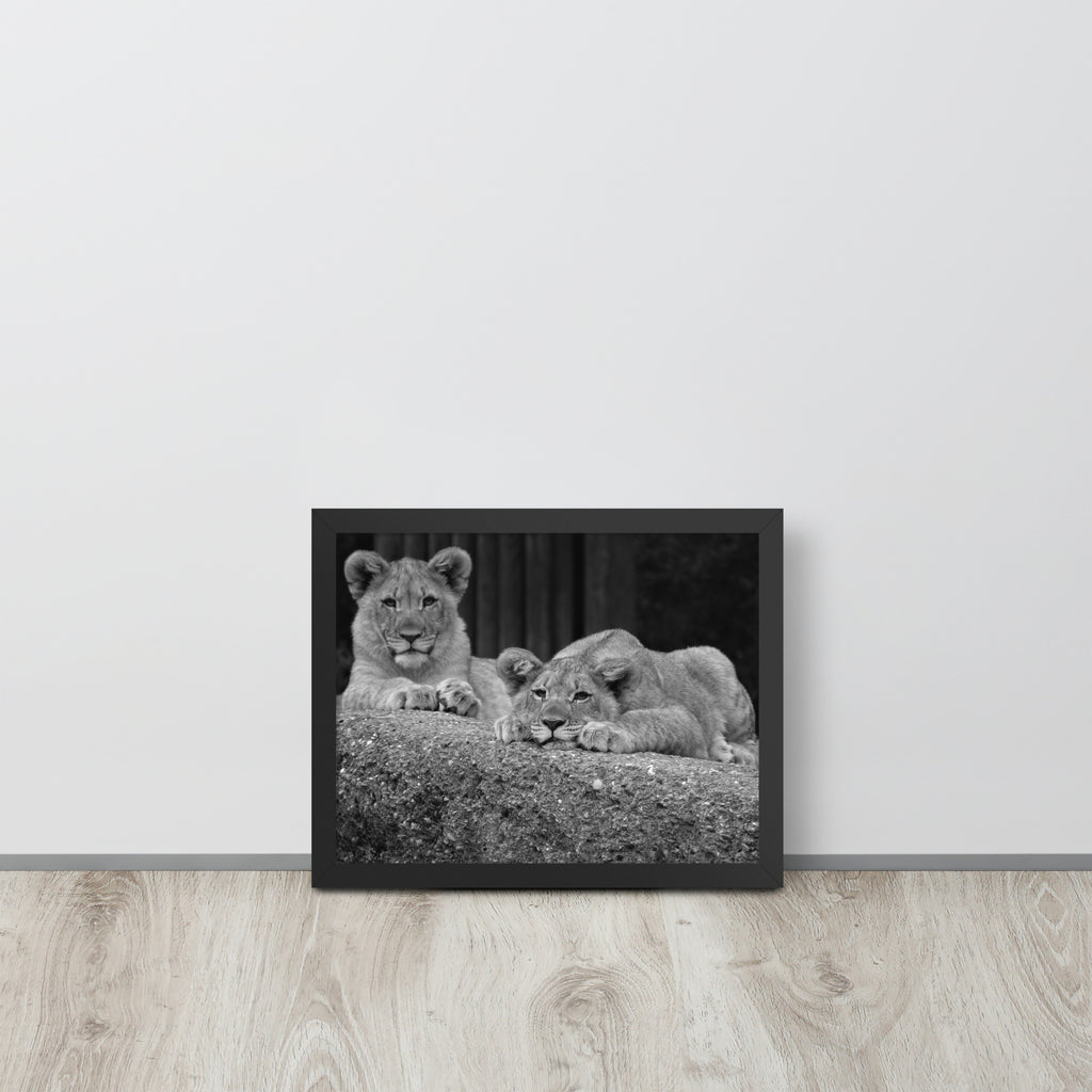 2 Young Lions -- High Quality -- Framed on photo paper
