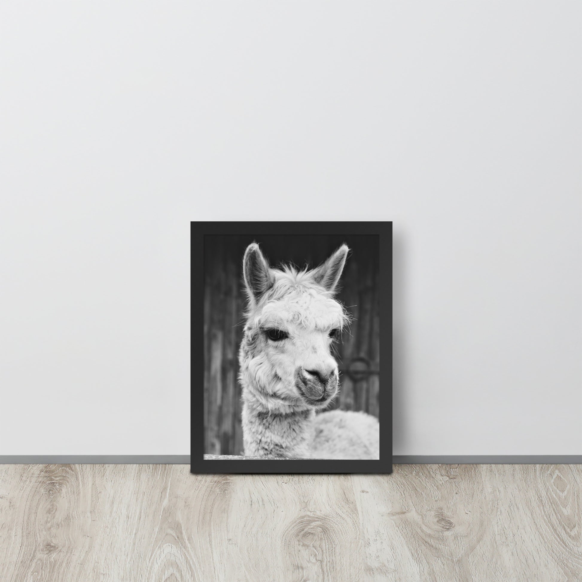 Alpaca -- High Quality -- Framed on photo paper
