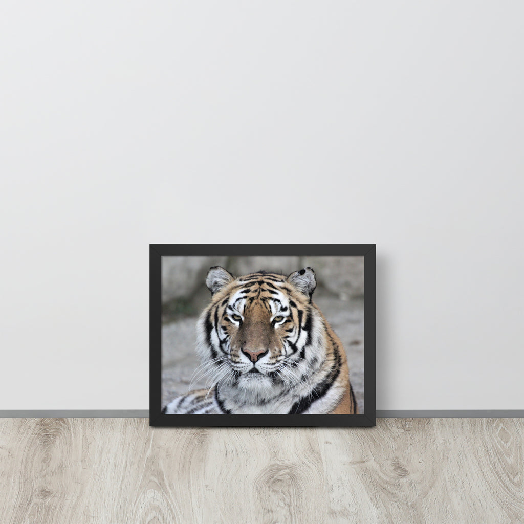 Tiger -- High Quality -- Framed on photo paper