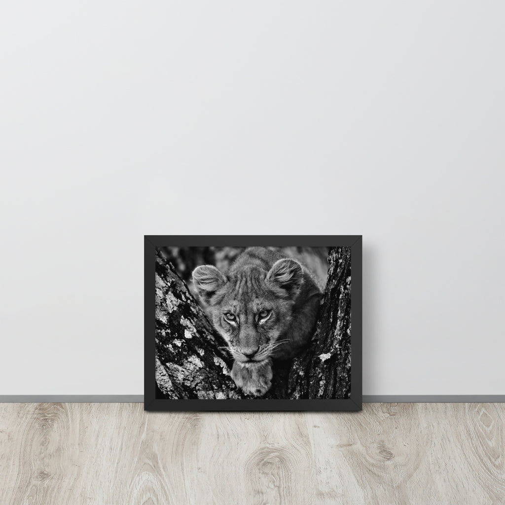 Lioness -- High Quality -- Framed on photo paper