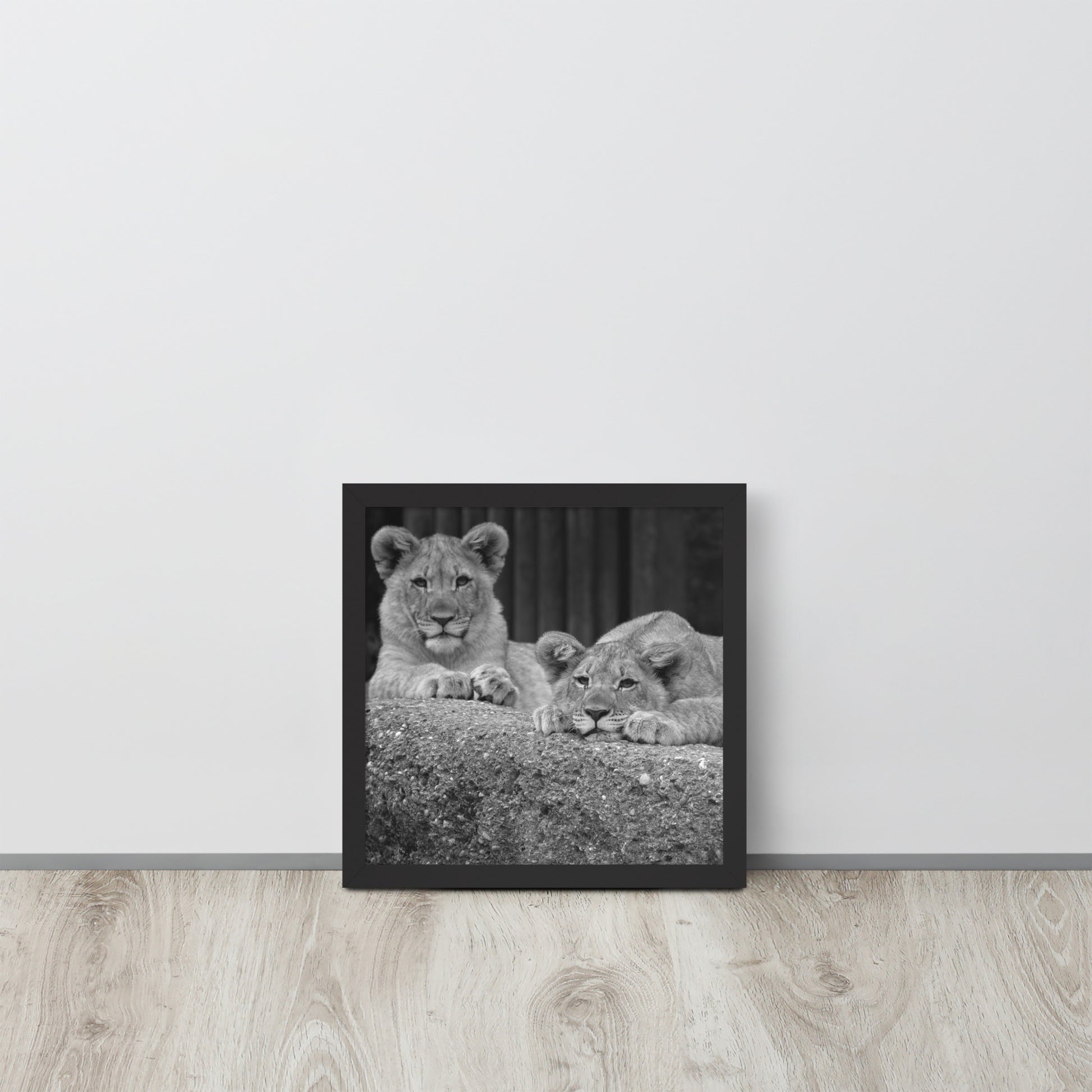 2 Young Lions -- High Quality -- Framed on photo paper