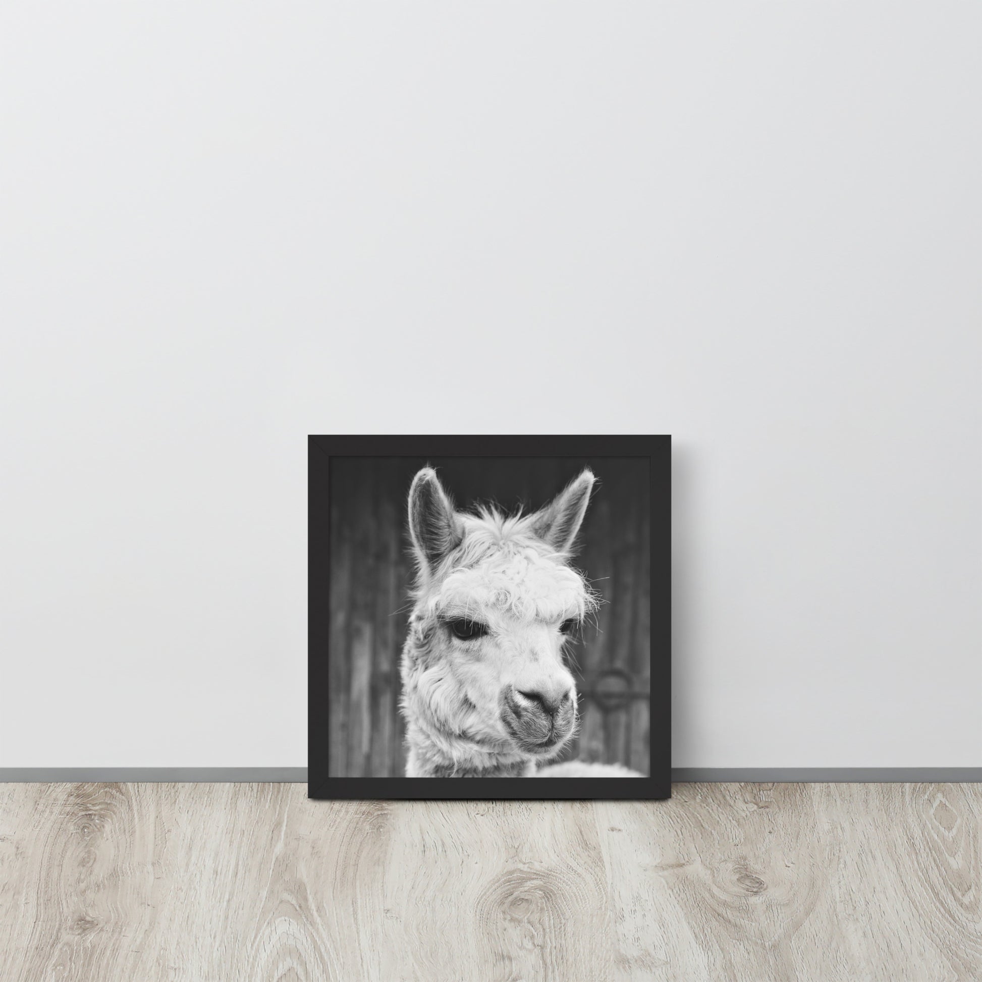 Alpaca -- High Quality -- Framed on photo paper