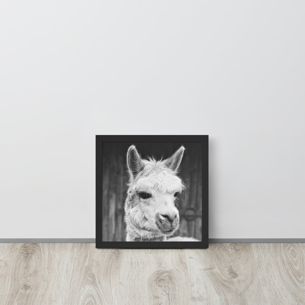 Alpaca -- High Quality -- Framed on photo paper