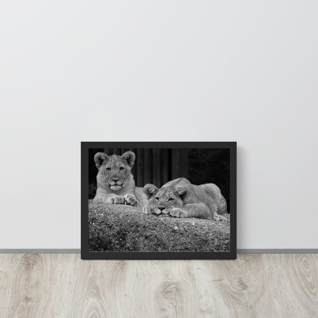 2 Young Lions -- High Quality -- Framed on photo paper