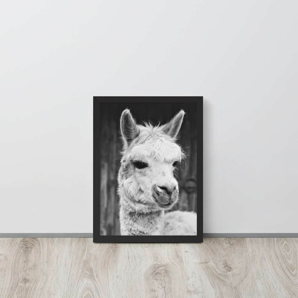 Alpaca -- High Quality -- Framed on photo paper