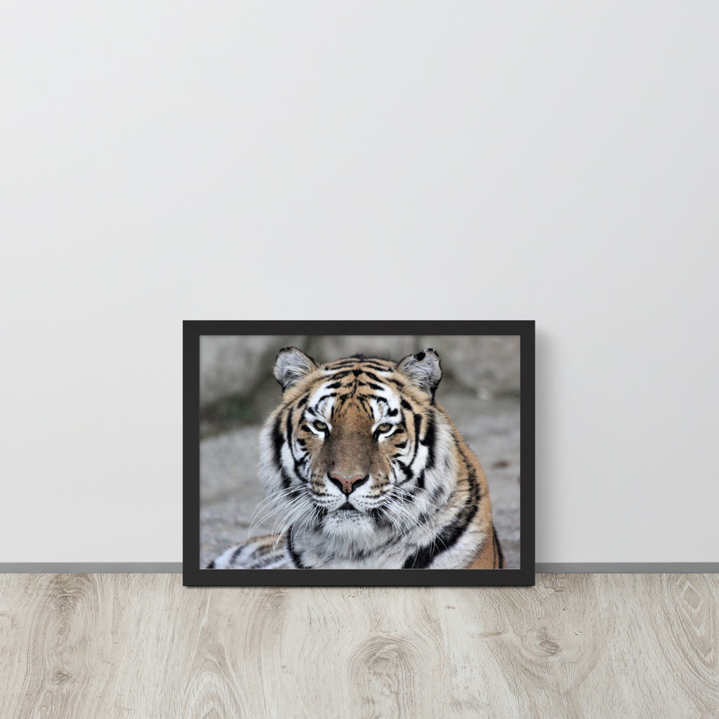 Tiger -- High Quality -- Framed on photo paper