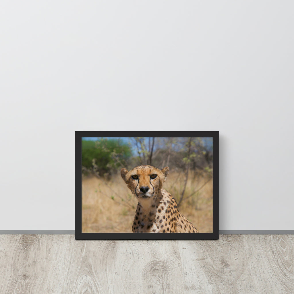 Leopard -- High Quality -- Framed on photo paper
