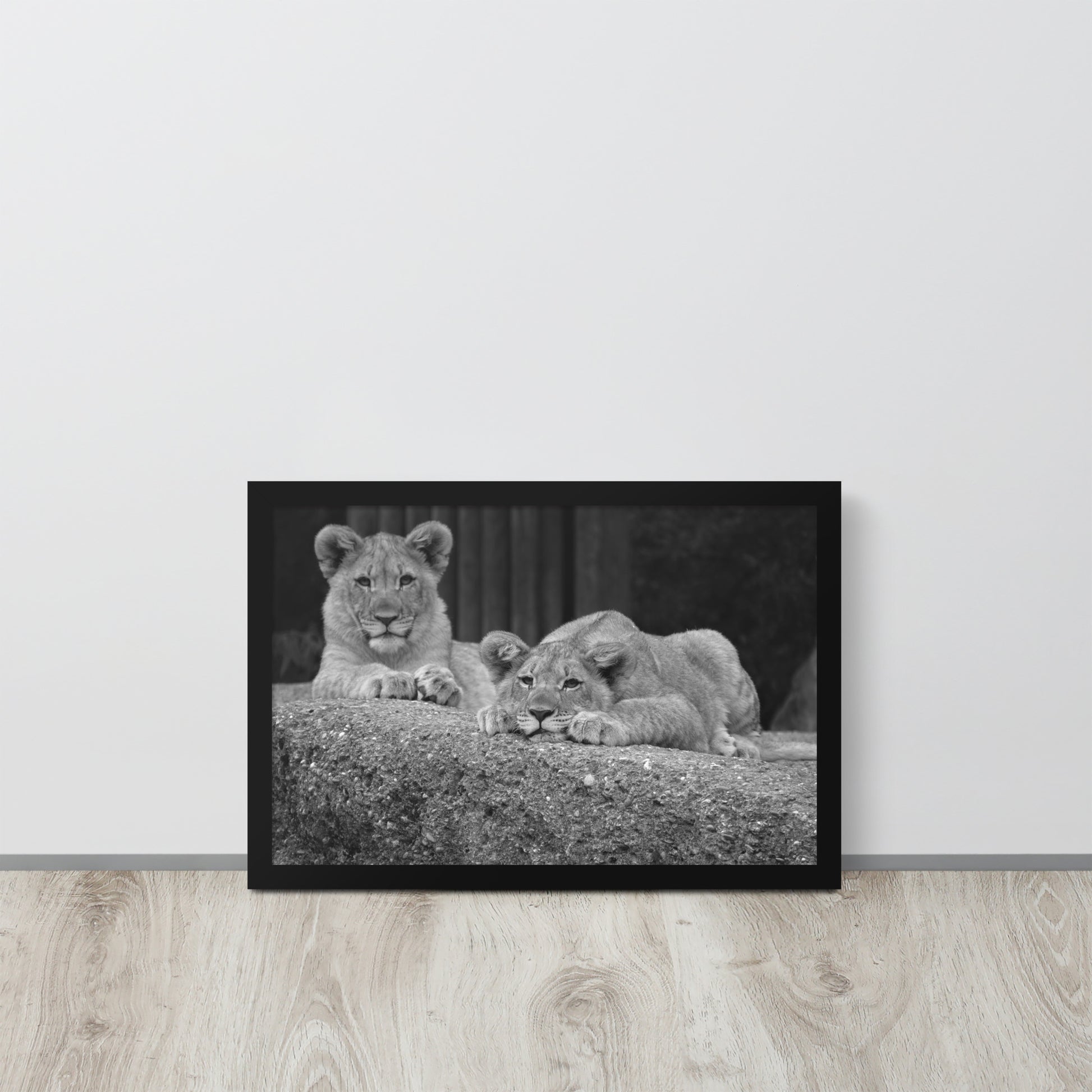 2 Young Lions -- High Quality -- Framed on photo paper