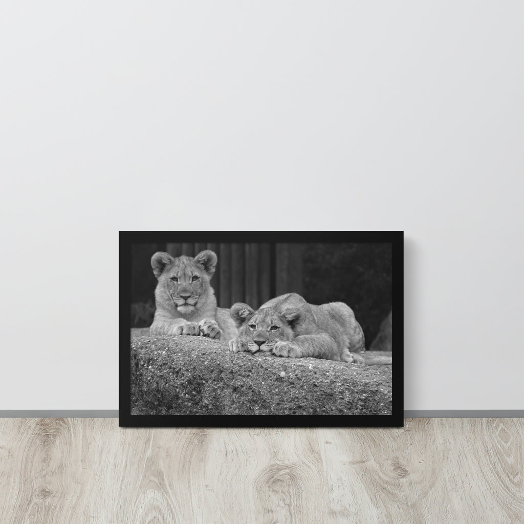 2 Young Lions -- High Quality -- Framed on photo paper