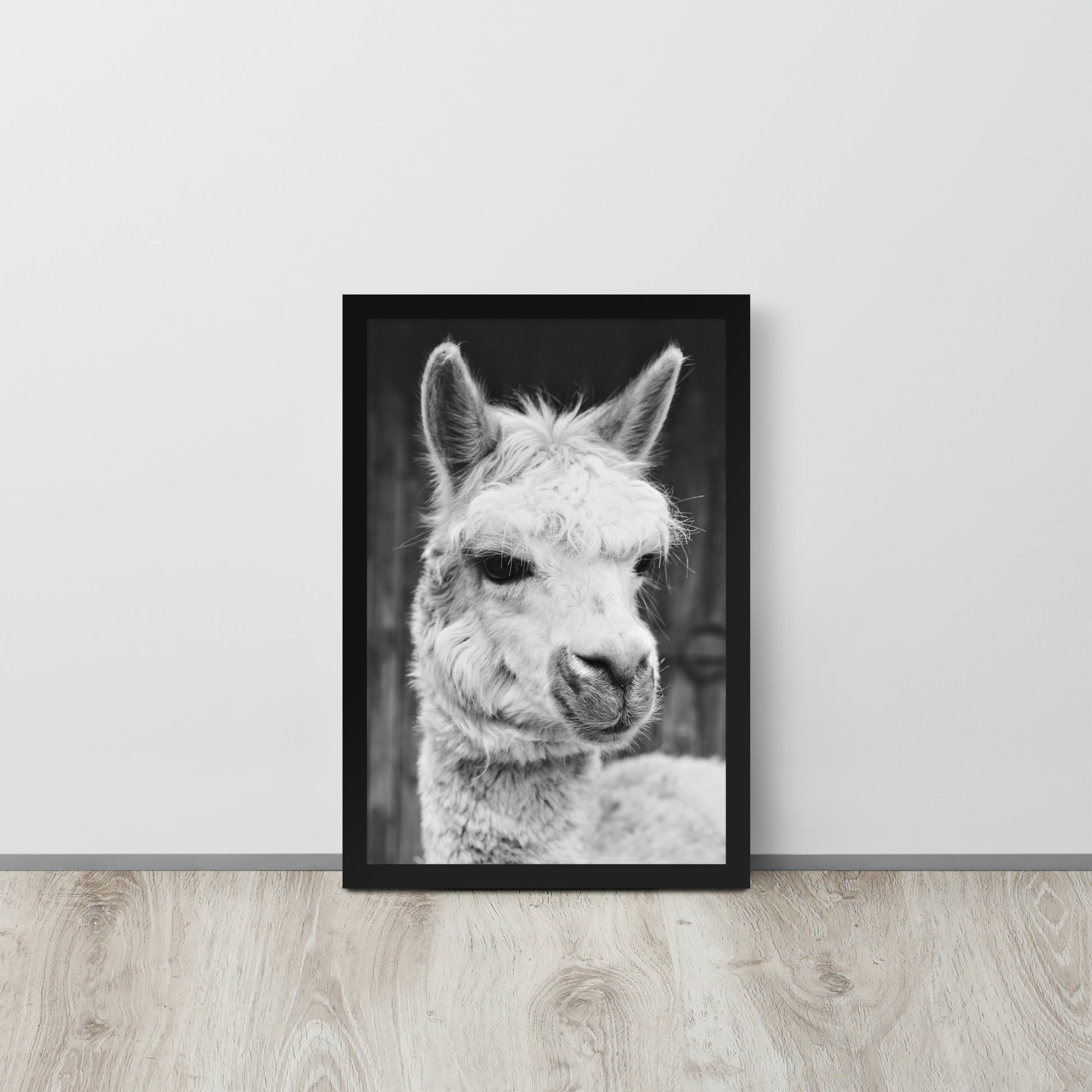 Alpaca -- High Quality -- Framed on photo paper