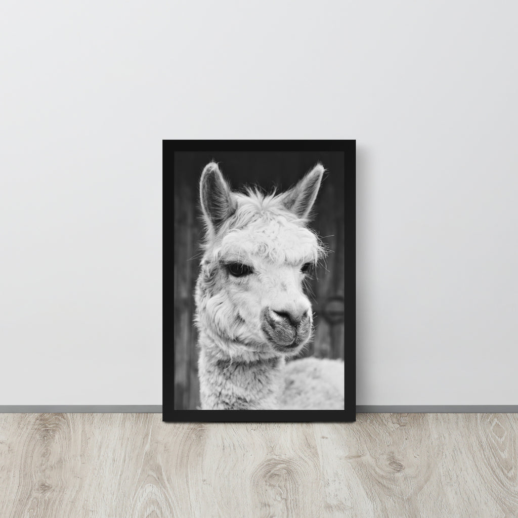 Alpaca -- High Quality -- Framed on photo paper