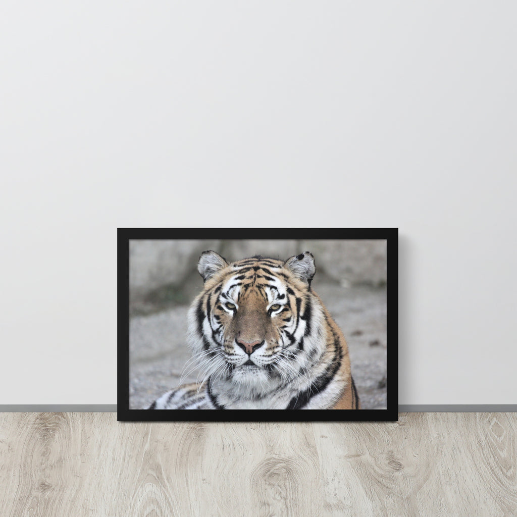 Tiger -- High Quality -- Framed on photo paper