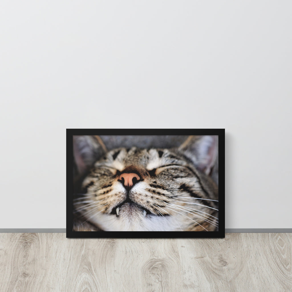 Sleeping Cat -- High Quality -- Framed on photo paper