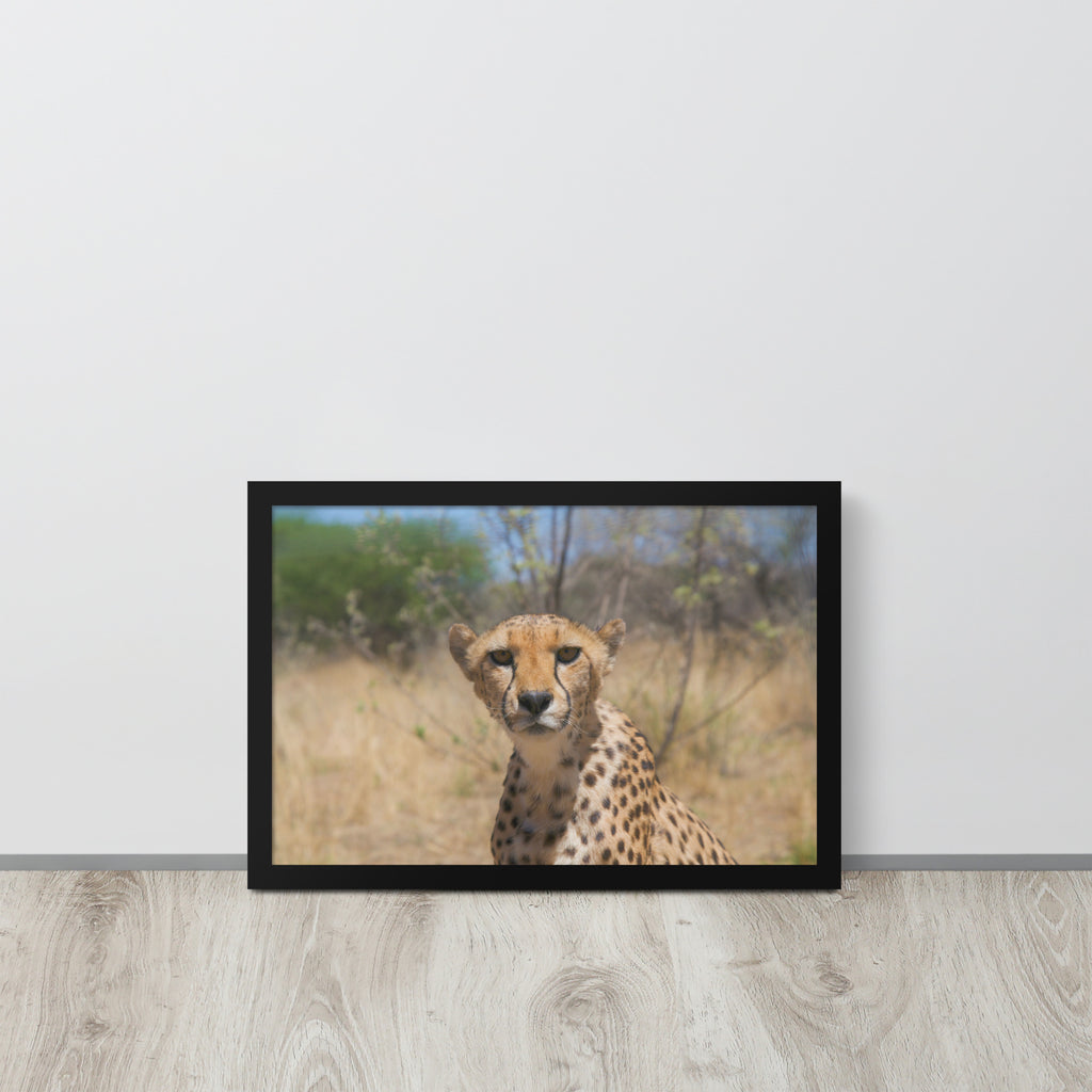 Leopard -- High Quality -- Framed on photo paper