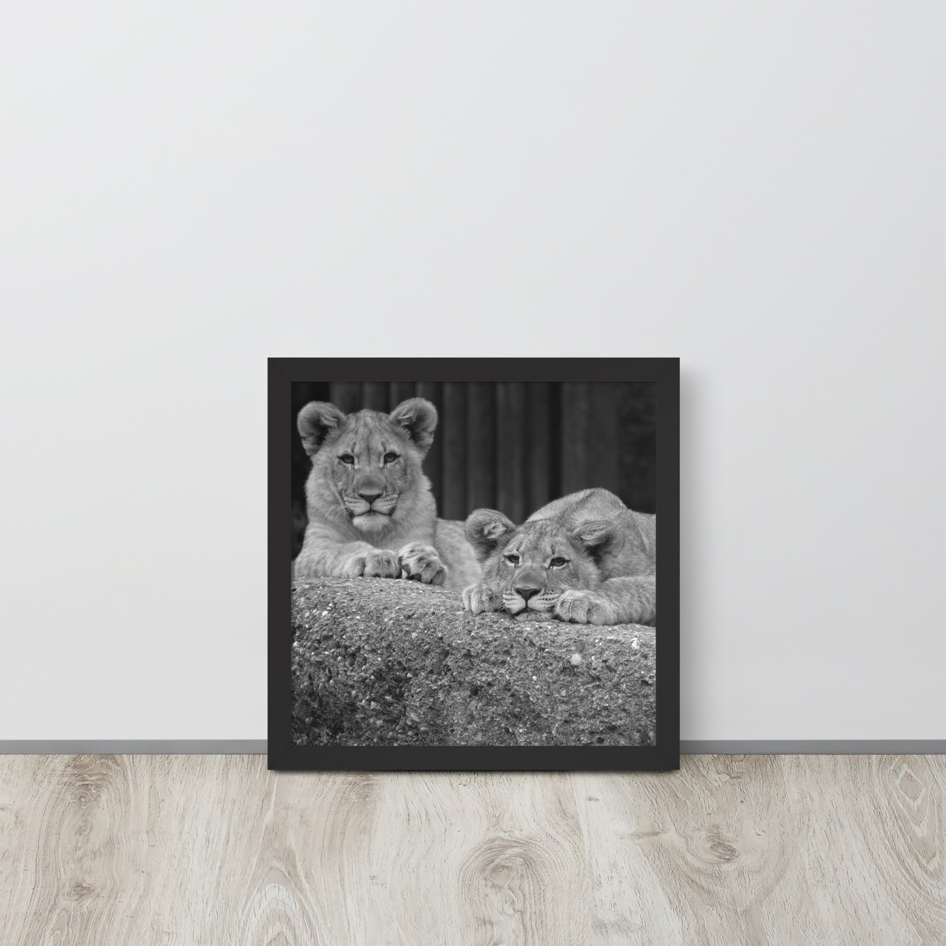 2 Young Lions -- High Quality -- Framed on photo paper