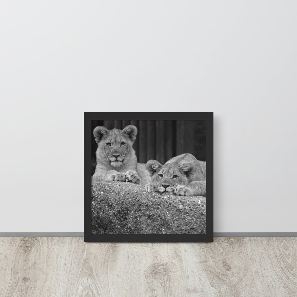 2 Young Lions -- High Quality -- Framed on photo paper