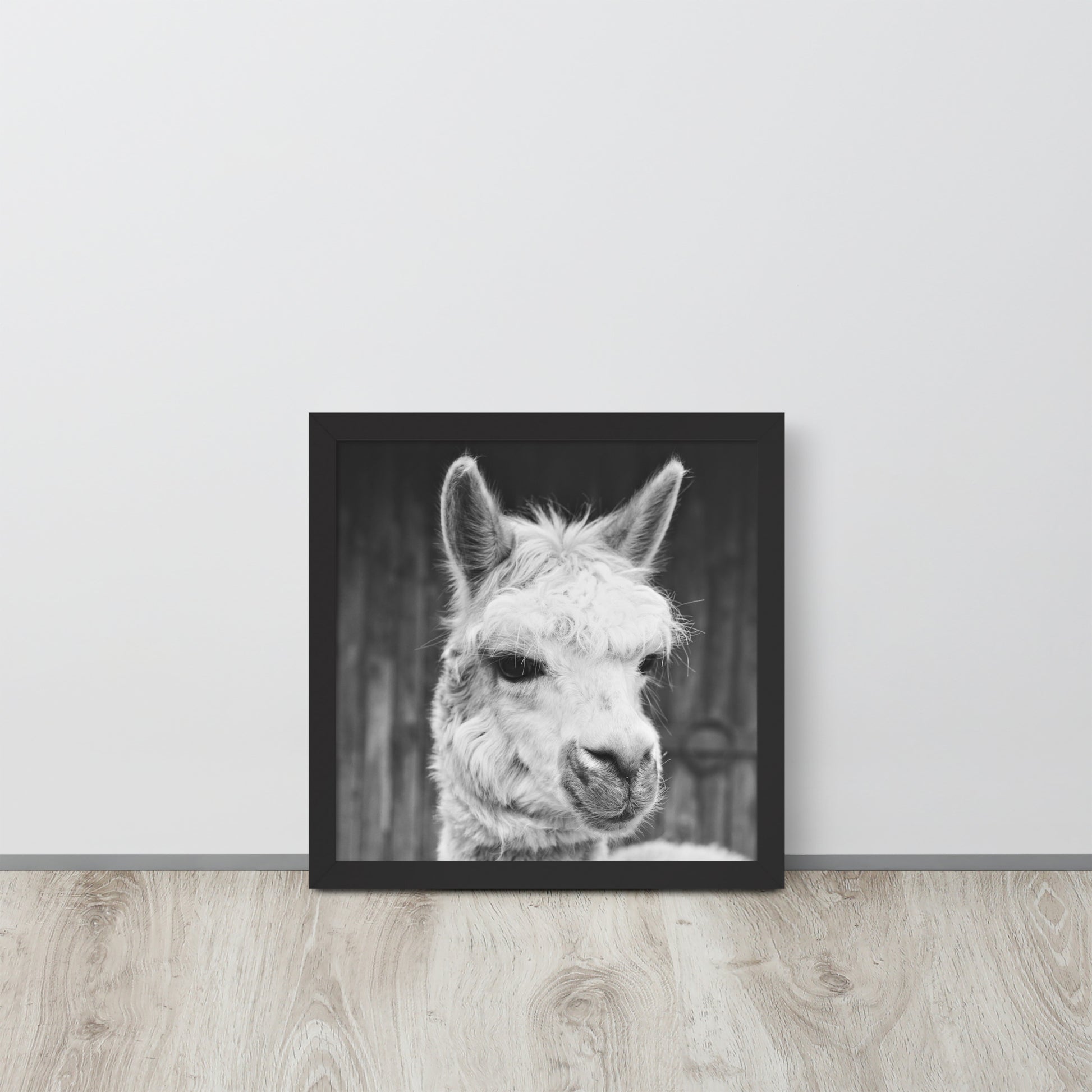 Alpaca -- High Quality -- Framed on photo paper
