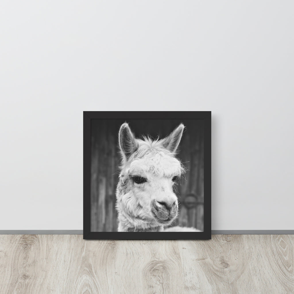 Alpaca -- High Quality -- Framed on photo paper