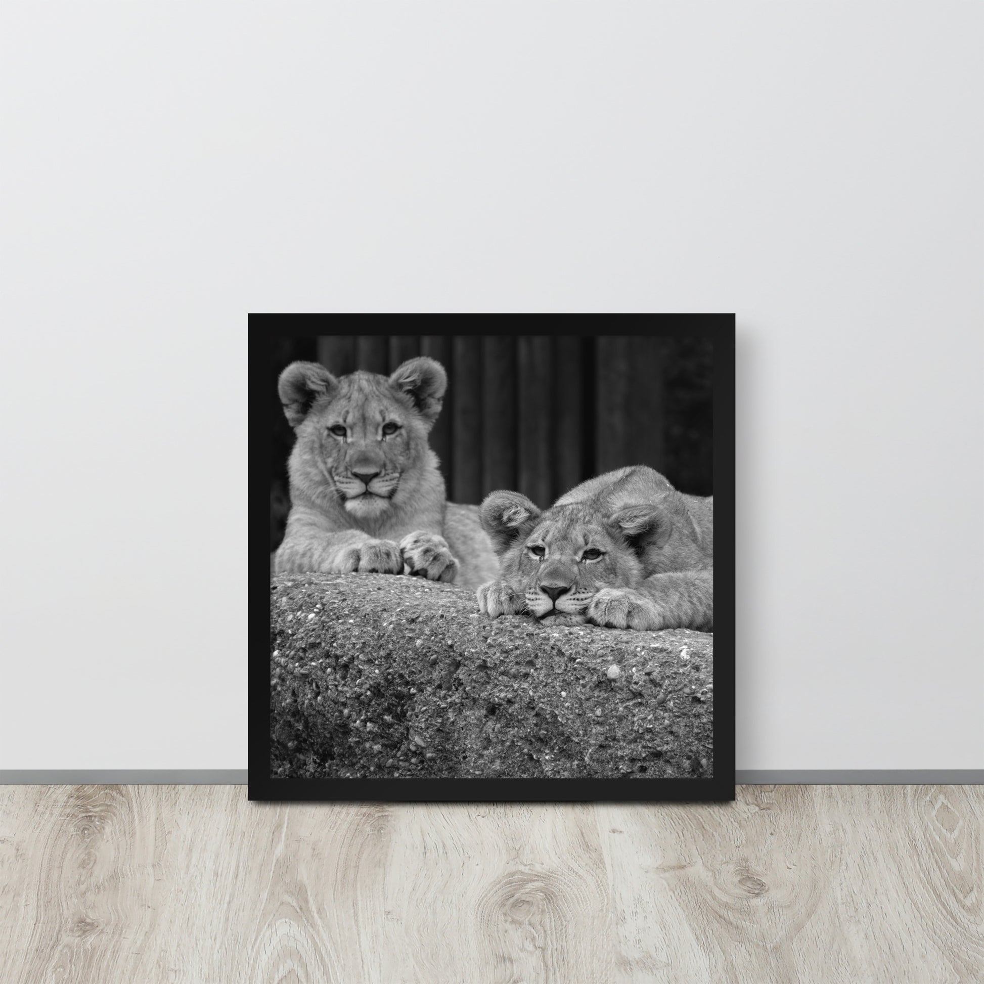 2 Young Lions -- High Quality -- Framed on photo paper