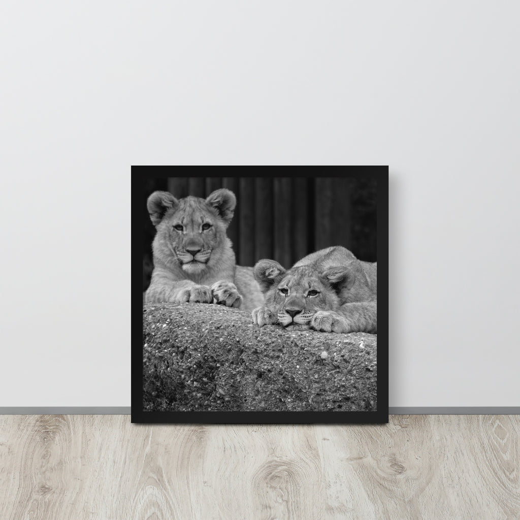 2 Young Lions -- High Quality -- Framed on photo paper