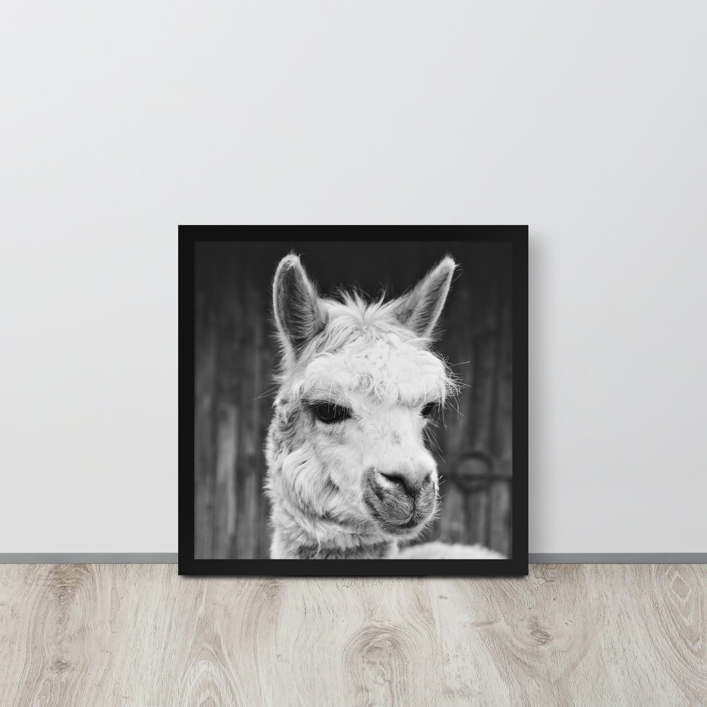 Alpaca -- High Quality -- Framed on photo paper