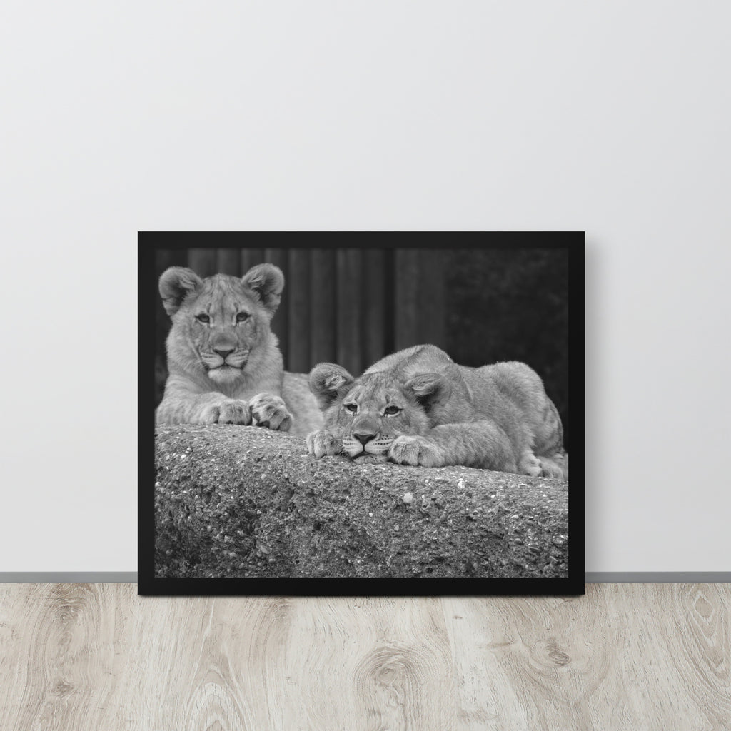 2 Young Lions -- High Quality -- Framed on photo paper