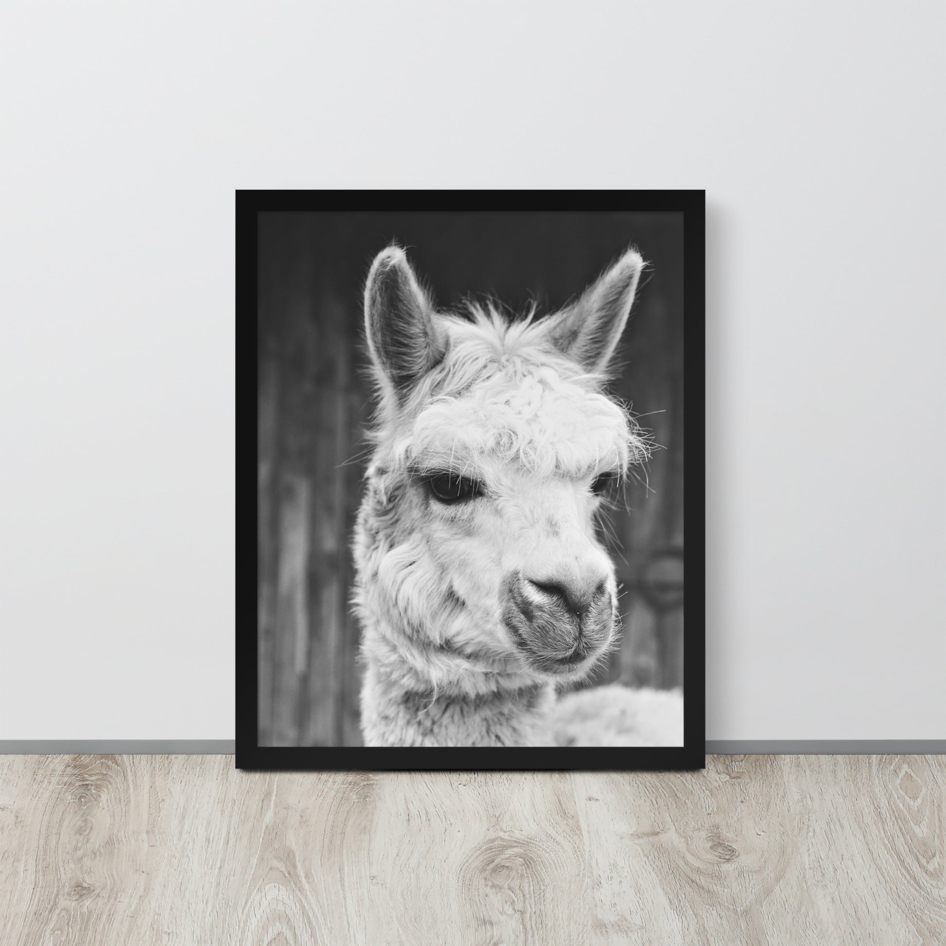 Alpaca -- High Quality -- Framed on photo paper