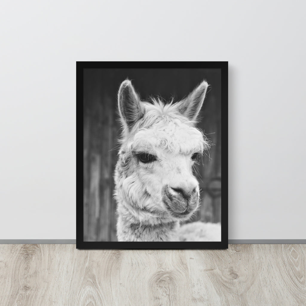 Alpaca -- High Quality -- Framed on photo paper