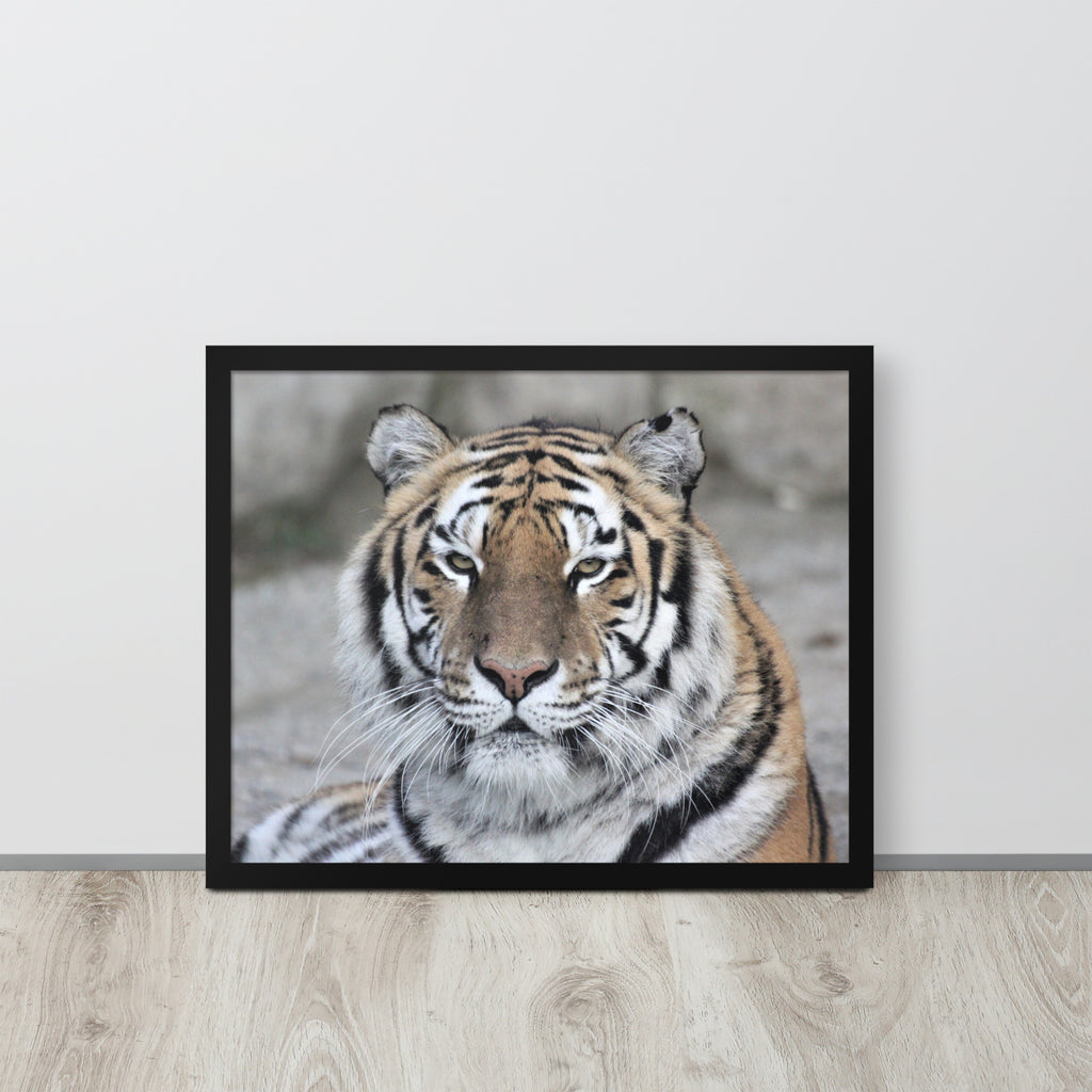 Tiger -- High Quality -- Framed on photo paper