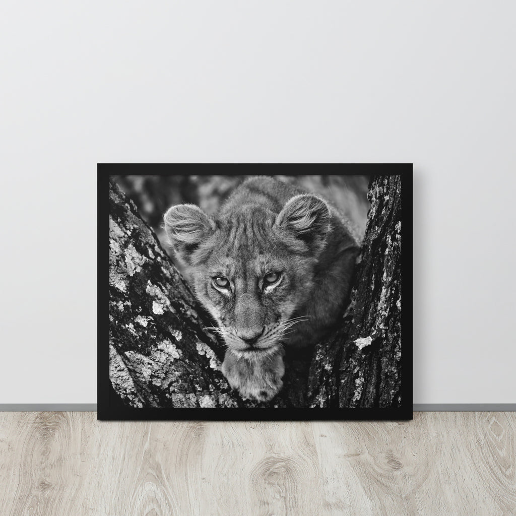 Lioness -- High Quality -- Framed on photo paper