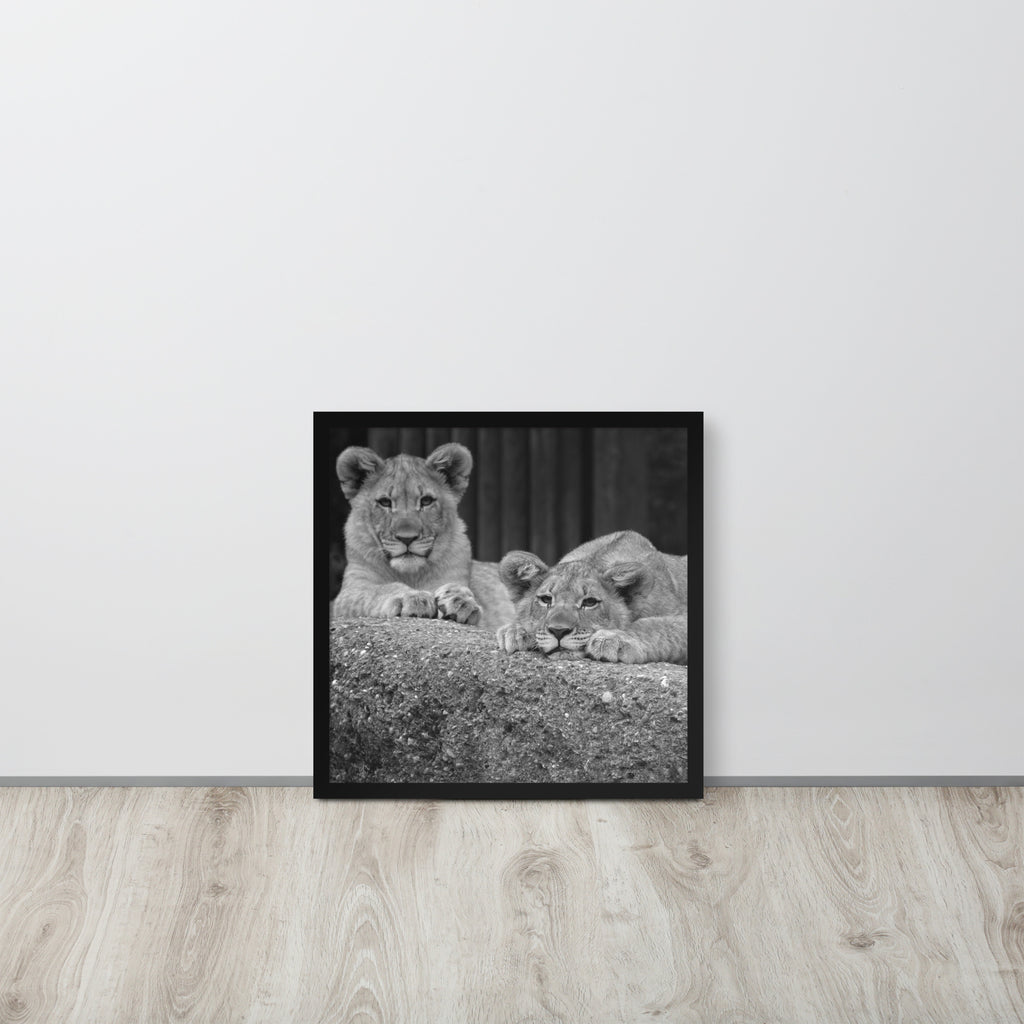 2 Young Lions -- High Quality -- Framed on photo paper