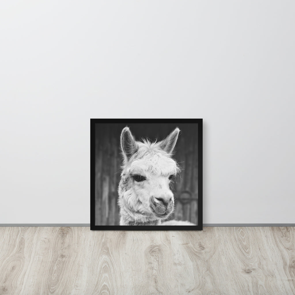 Alpaca -- High Quality -- Framed on photo paper