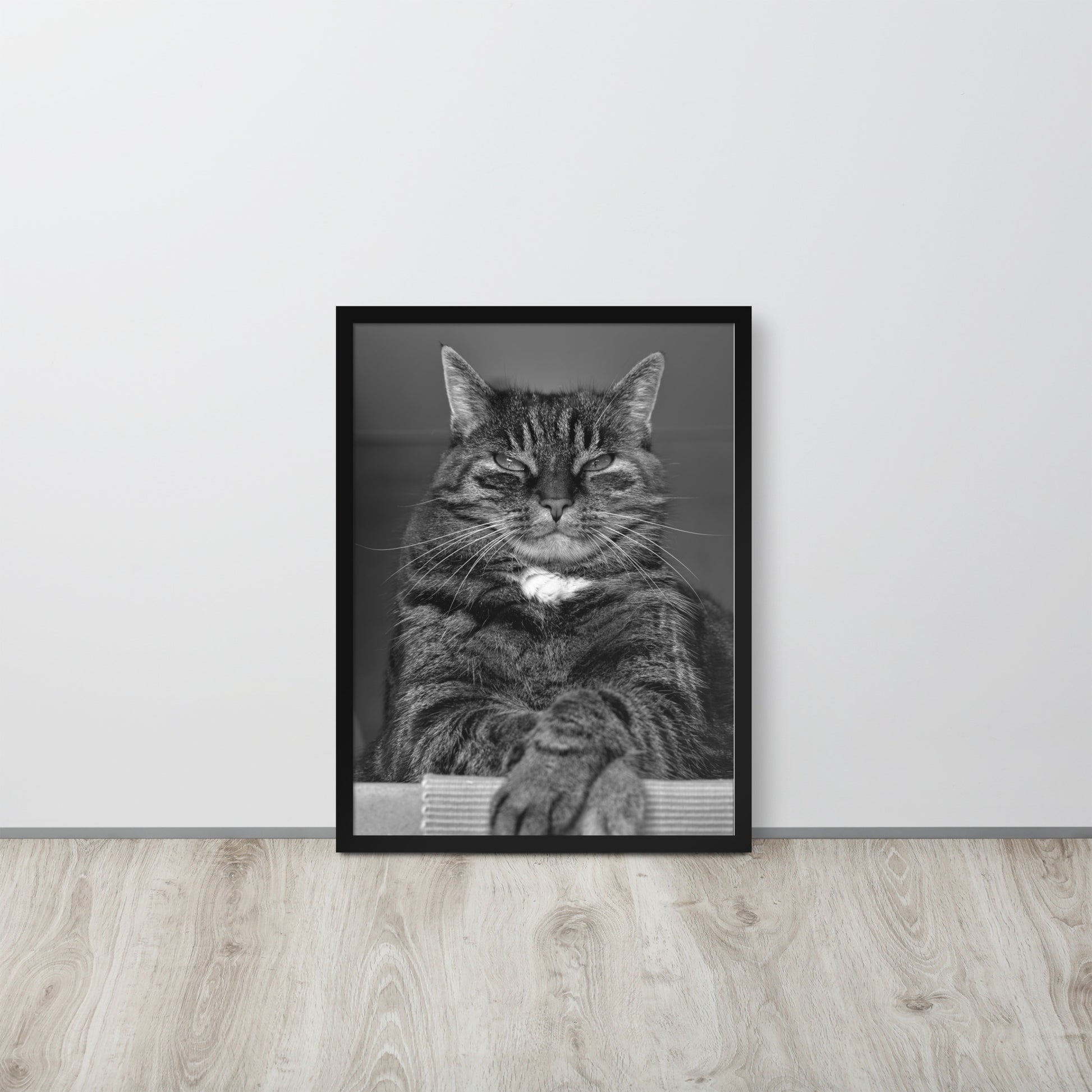 The Cat -- High Quality -- Framed on photo paper