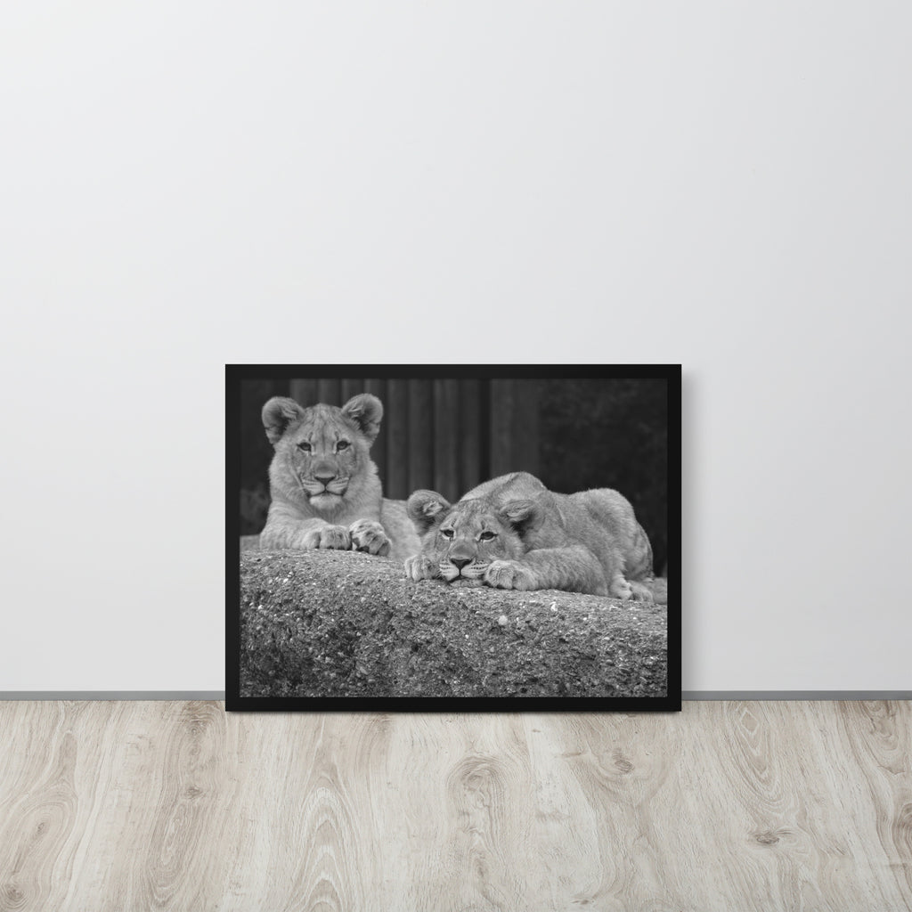 2 Young Lions -- High Quality -- Framed on photo paper