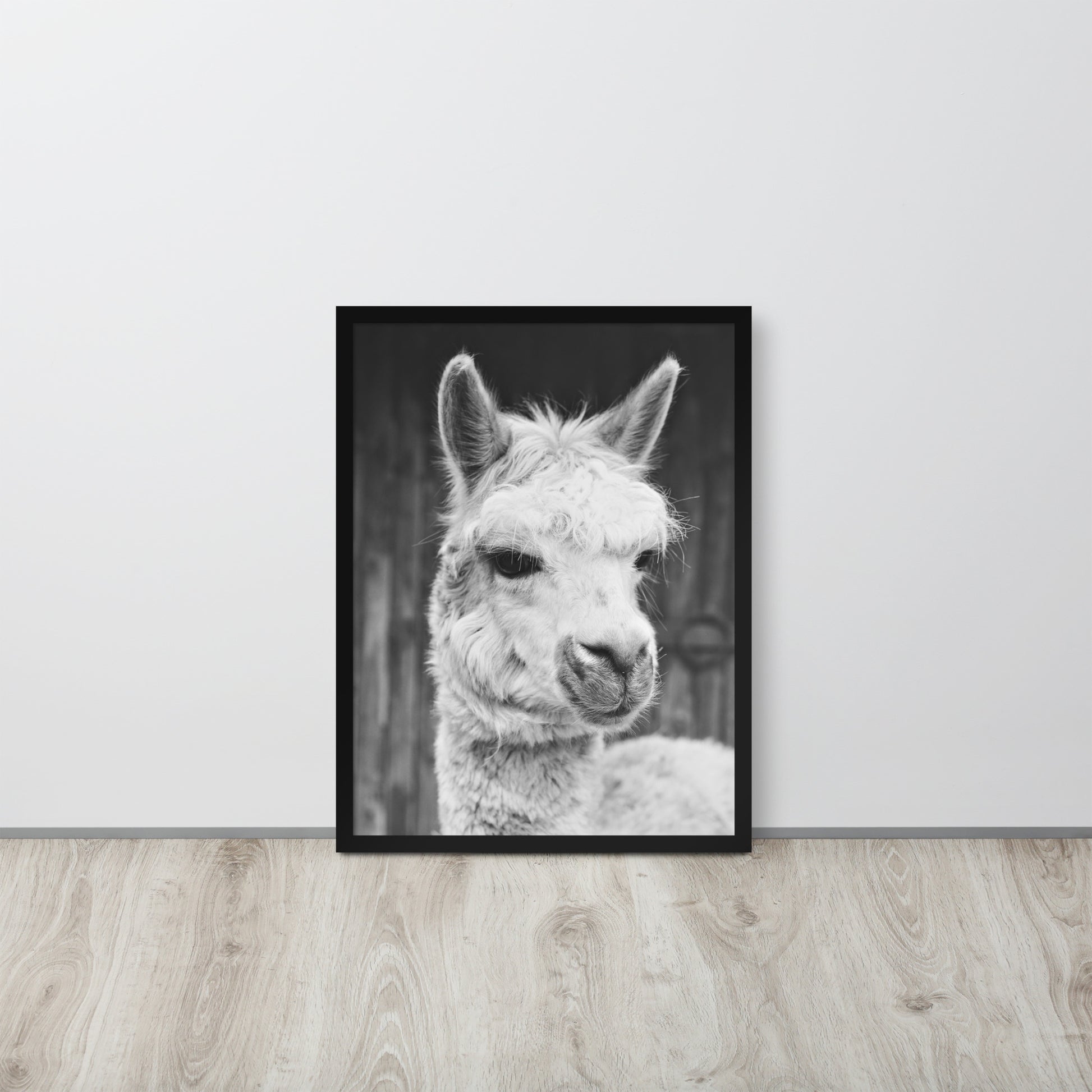 Alpaca -- High Quality -- Framed on photo paper