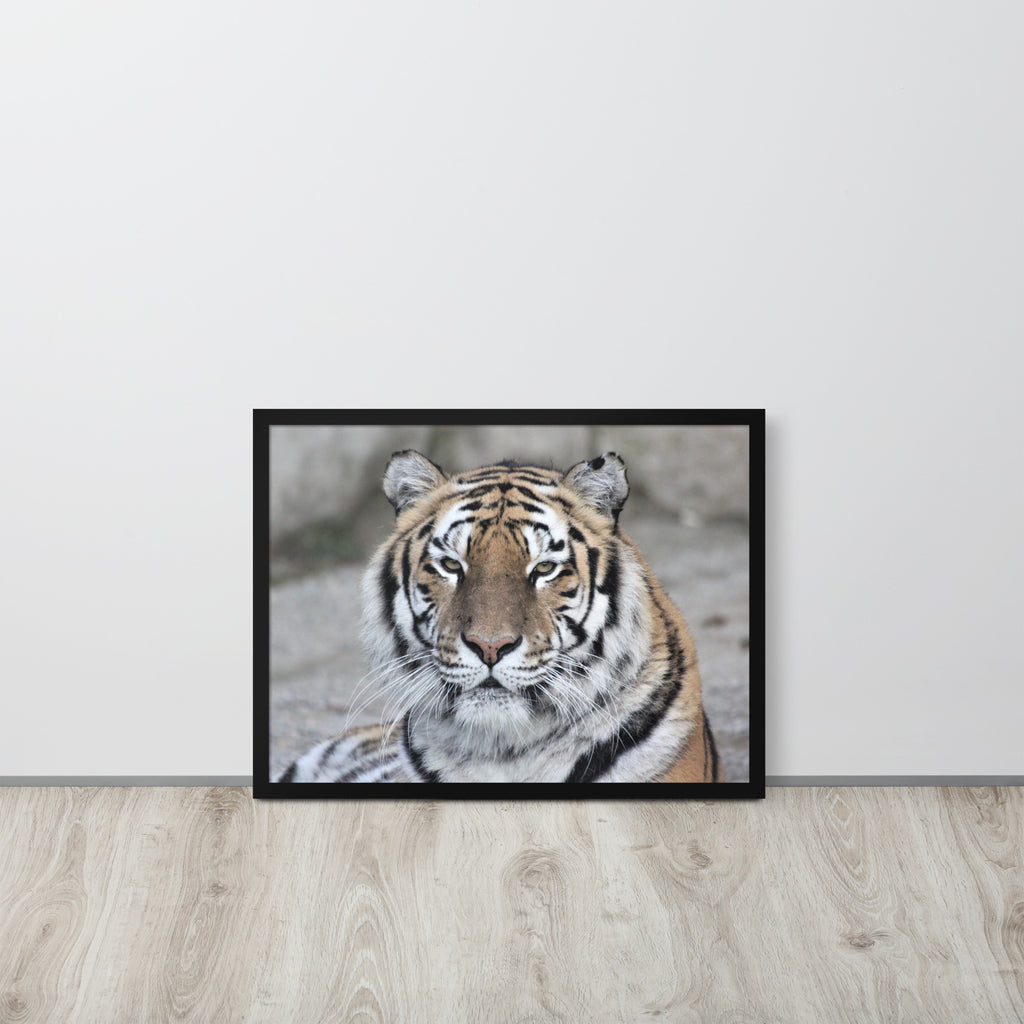 Tiger -- High Quality -- Framed on photo paper