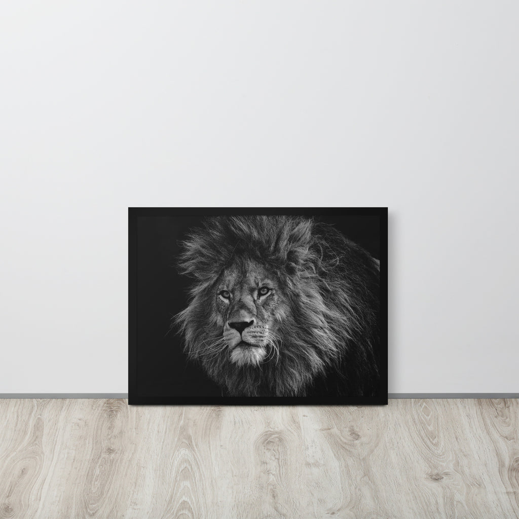 Lion -- High Quality -- Framed on photo paper