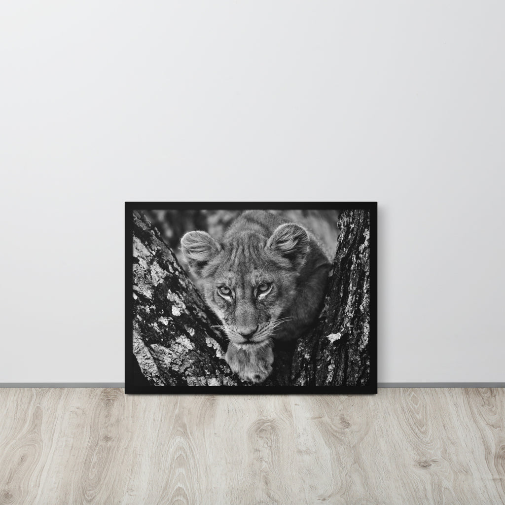 Lioness -- High Quality -- Framed on photo paper