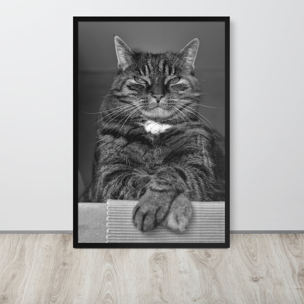 The Cat -- High Quality -- Framed on photo paper