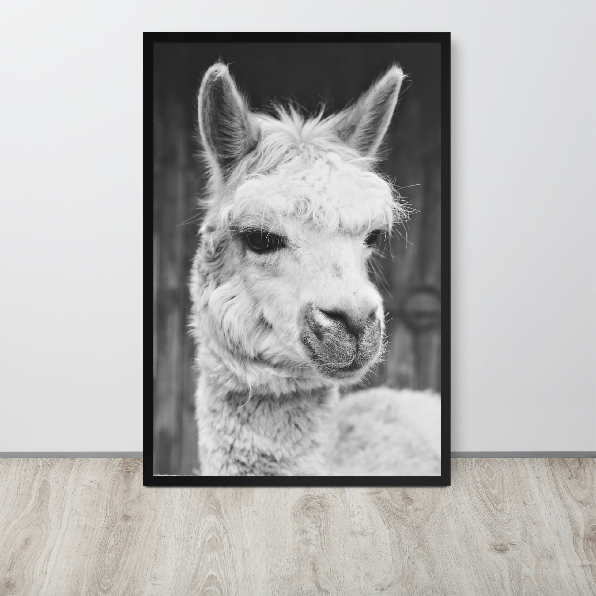 Alpaca -- High Quality -- Framed on photo paper
