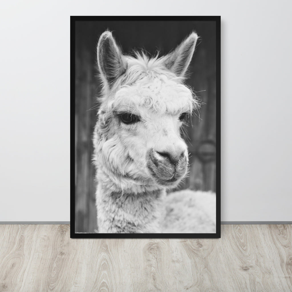 Alpaca -- High Quality -- Framed on photo paper