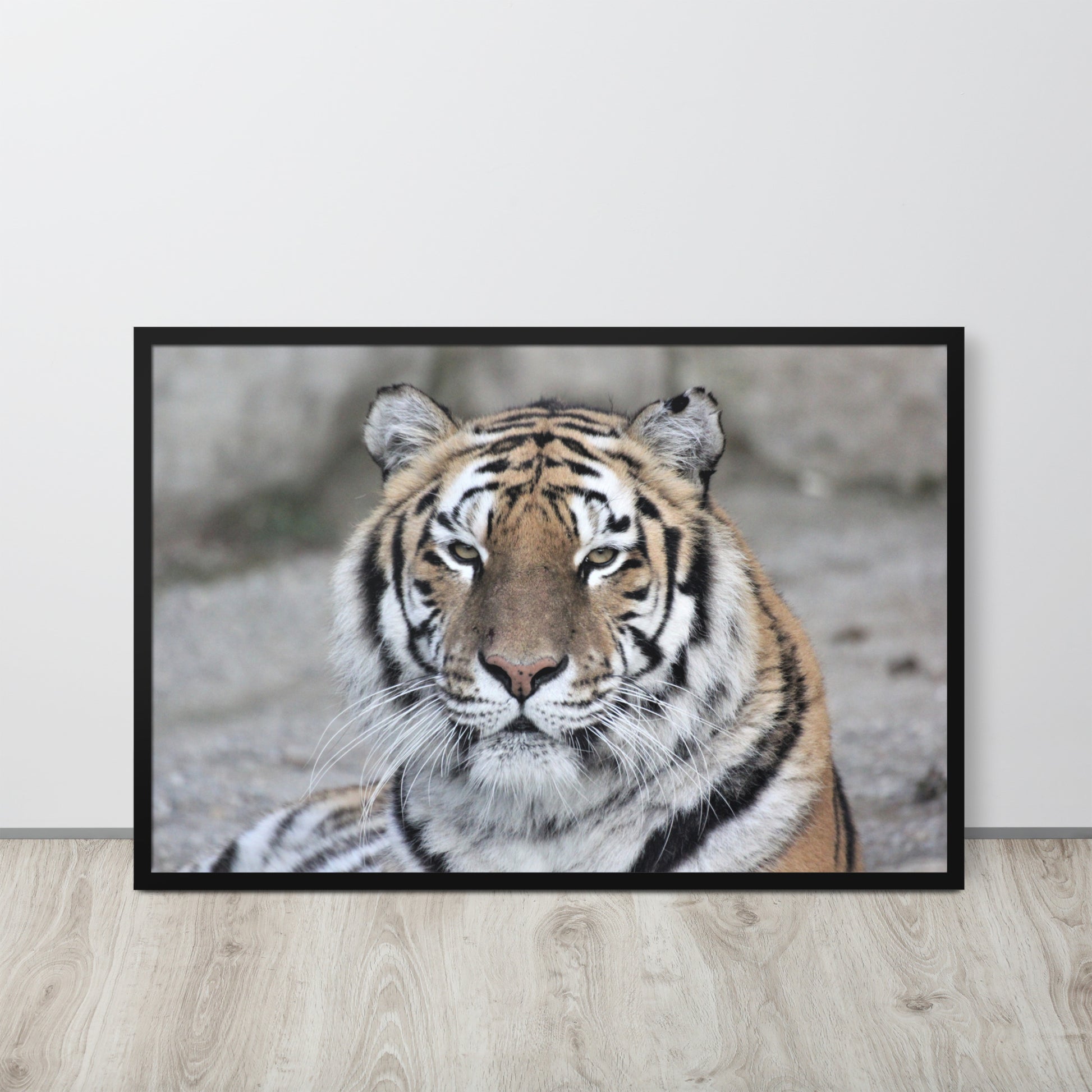 Tiger -- High Quality -- Framed on photo paper