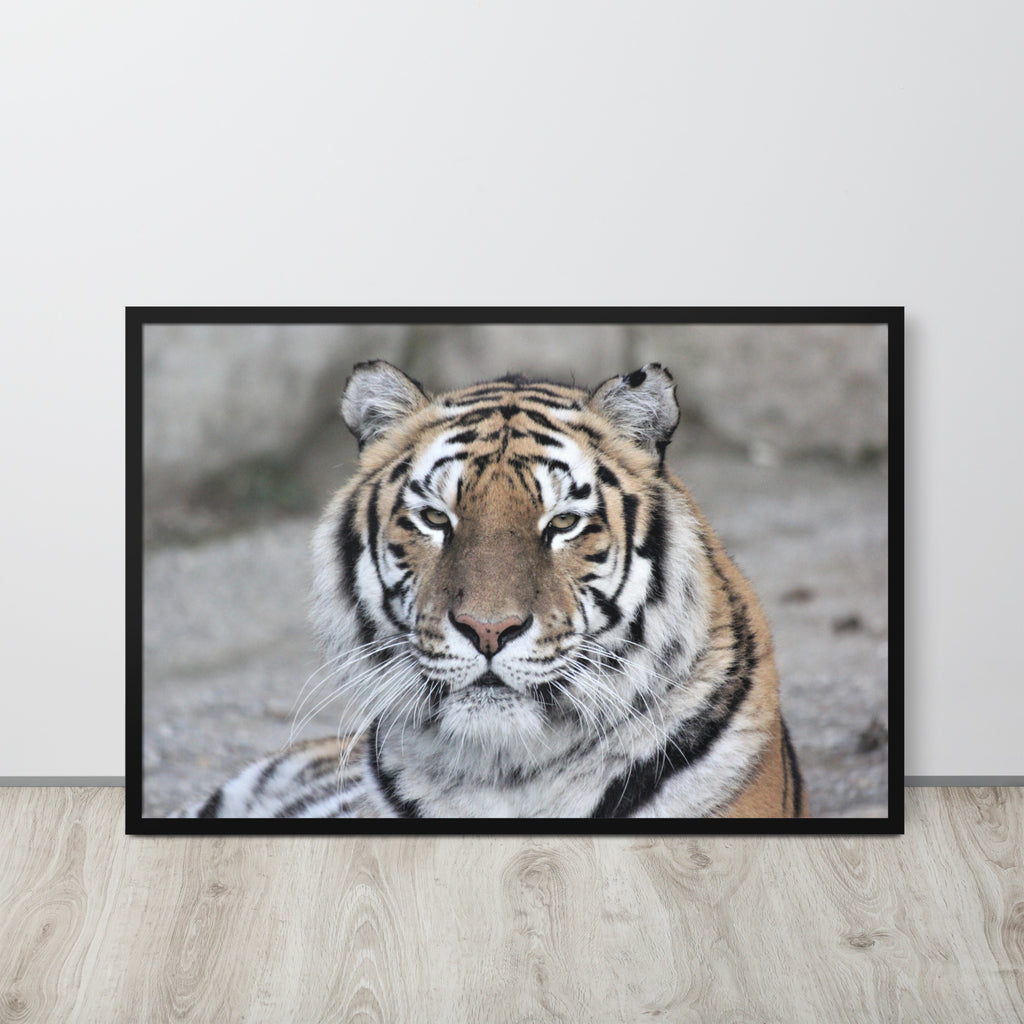 Tiger -- High Quality -- Framed on photo paper