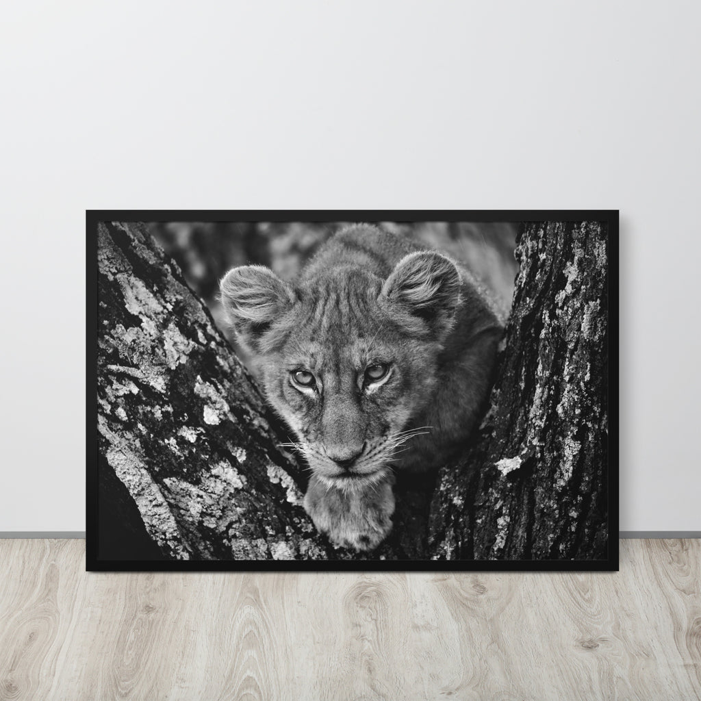 Lioness -- High Quality -- Framed on photo paper