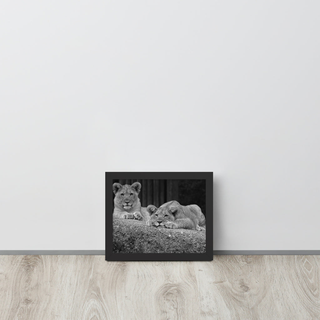 2 Young Lions -- High Quality -- Framed on photo paper